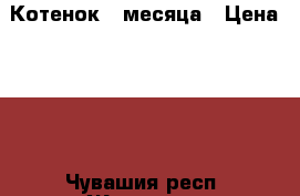 Котенок 3 месяца › Цена ­ 50 - Чувашия респ. Животные и растения » Кошки   . Чувашия респ.